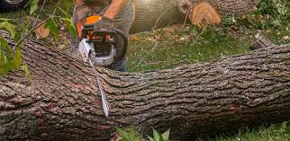 How Our Tree Care Process Works  in  Springfield, IL